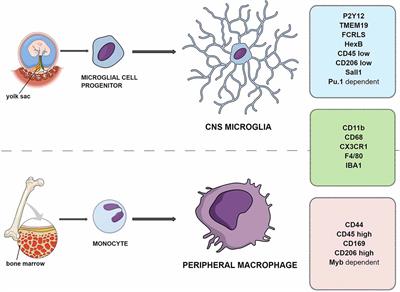 Overview of General and Discriminating Markers of Differential Microglia Phenotypes